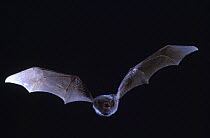 Schreiber's long fingered bat {Miniopterus schreibersii} flying from cave, France
