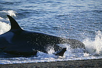 Killer whale {Orcinus orca} hunting sealions on coast of Patagonia, Argentina