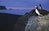 Puffin {Fratercula arctica} looking out over coast at night, Iceland, July 1998