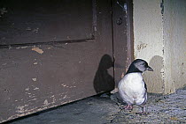 Young Puffin {Fratercula arctica} that has been distracted by the lights of the town and landed on the streets of Heimaey, Vestmann Island, Iceland, July 1998