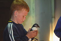 Young Puffin {Fratercula arctica} that has been distracted by the lights of the town and landed on the streets of Heimaey, being picked up and rescued by a child, Vestmann Island, Iceland, July 1998