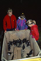 Young Puffins {Fratercula arctica} that have been distracted by the lights of the town and landed on the streets of Heimaey, are rescued by children and taken to the coast for release, Vestmann Island...