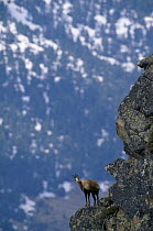 Pyrenean Chamois {Rupicapra pyrenaica} on mountain ledge, Pyrenees, Spain