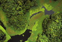 Aerial view of flooded forest, Rio Negro during rainy season, Amazon, Brazil 1994