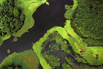 Aerial view of flooded forest, Rio Negro during rainy season, Amazon, Brazil 1994