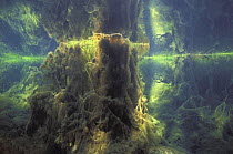 Underwater landscape in Spring creek, a tributary of the Saane river, Switzerland, February