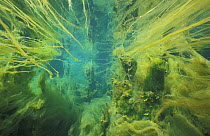 Underwater landscape in spring creek, Croatia, May
