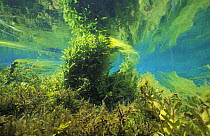 Underwater landscape in spring creek, Croatia, May