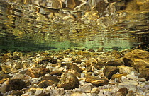 Underwater landscape in Sava river, Slovenia, September