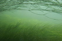 Underwater landscape with River water-crowfoot (Ranunculus fluitans) Rhine river, Switzerland, June