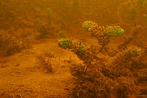 Underwater landscape in peat pond, Düdingen, Switzerland, October