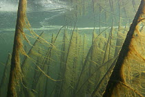 Underwater landscape beneath ice, Doubs River, France, January