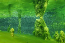 Underwater landscape in revitalized oxbow of the Aare river, Switzerland, April
