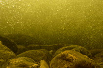 Underwater landscape in Bua, Gaula river tributary, Norway, July