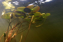 Underwater landscape with water lilies, Juktan, Sweden, July