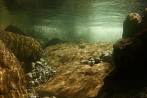 Underwater landscape in Hongrin River, Saane river tributary, Canton of Fribourg, Switzerland, September