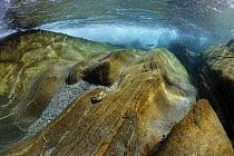 Underwater landscape in Verzasca river, with Brown trout in turbulent water, Ticino, Switzerland, February