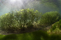 Underwater landscape in mountain creek, Swiss Alps, Gruyère, Fribourg, Switzerland, March