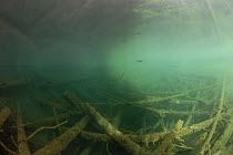 Underwater landscape in mountain lake with Rainbow trout, Berner Oberland, Swiss Alps, Switzerland, March