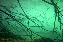 Underwater landscape with fallen trees, Soca river, Slovenia, June