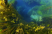 Water plants in underwater landscape in chalk stream, Croatia, October