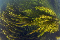 Water plants moving in current of a chalk stream, Croatia, October