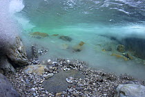 Underwater landscape in Hongrin River with ice on the river bed and surface in winter. Fribourg, Gruyère, Switzerland, December