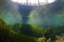 Underwater landscape in Spring creek, Saane river tributary, in winter, Gruyre, Fribourg, Switzerland. February