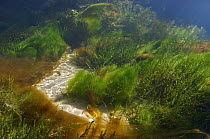 Underwater landscape in Spring creek, Saane river tributary, in winter, Gruyère, Fribourg, Switzerland. February