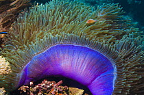 Magnificent sea anemone (Heteractis magnifica) with Anemone fish within tentacles, Indonesia. Indo-Pacific.