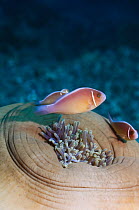 Pink anemonefish (Amphiprion perideraion) on closed anemone, Indonesia, Indo-Pacific.