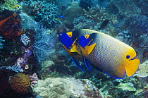 Blue-face angelfish (Pomacanthus xanthometopon) pair on reef, Indonesia. Indo-Pacific.