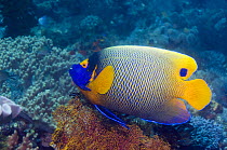 Blue-face angelfish (Pomacanthus xanthometopon) on reef, Indonesia. Indo-Pacific.