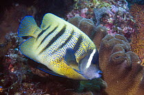 Six-banded angelfish (Pomacanthus sexstriatus) on reef, Indonesia. Indo-Pacific.