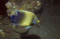 Semicircle angelfish (Pomacanthus semicirculatus). Indonesia. Indo-Pacific