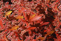 Peach anthias (Pseudanthias / Anthias dispar) females amongst coral, Andaman Sea, Thailand.