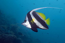 Longfin bannerfish (Heniochus acuminatus). Indonesia.