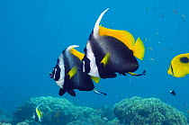 Singular bannerfish (Heniochus singularis), pair with Cleaner wrasse (Labroides dimidiatus). Bali, Indonesia