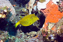 Yellow boxfish / Cube trunkfish (Ostracion cubicus) juvenile. Indonesia