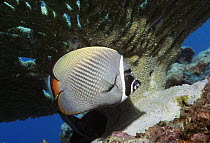 Redtail / Collared butterflyfish (Chaetodon collare). Andaman Sea, Thailand.