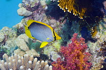Black-backed butteflyfish (Chaetodon melannotus) on reef with soft coral. Red Sea, Egypt