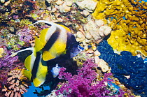 Red Sea bannerfish (Heniochus intermedius), pair at rest on reef with firecoral and soft corals. Red Sea, Egypt.