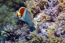 Crown butterflyfish (Cheatodon paucifasciatus) on reef. Red Sea, Egypt
