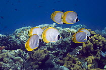 Panda butterflyfish (Chaetodon adiergastos) schooling over coral reef. Indonesia