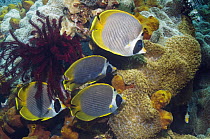 Panda butterflyfish (Chaetodon adiergastos) group on coral reef. Bali, Indonesia.