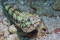Variegated / Common lizardfish (Synodus variegatus). Rinca, Indonesia