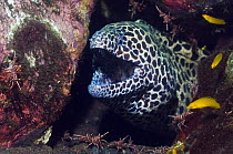 Honeycomb moray eel (Gymnothorax favagineus) with mouth open, surrounded by cleaner shrimps, Bali, Indonesia
