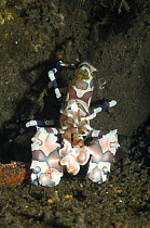 Harlequin shrimp (Hymenocera elegans) with comb jelly on claw, Bali, Indonesia