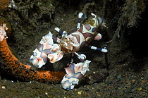 Harlequin shrimp (Hymenocera elegans) feeding on starfish prey (Note the comb jelly on claw). Bali, Indonesia