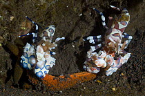 Harlequin shrimp (Hymenocera elegans), pair feeding on starfish prey. Bali, Indonesia